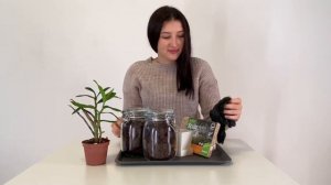 Пересадка азиатского дендробиума Den.Dawn Maree