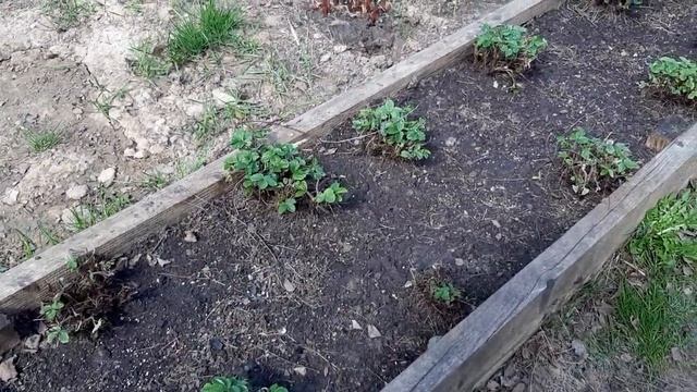 Сад в начале мая. Защита грядок от кошек. смотреть онлайн