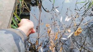 серебряный карась с длинными плавниками