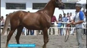 Арабские скакуны привнесли на Ставрополье восточные нотки