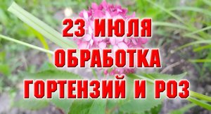 23 июля. Опрыскиваю гортензии и розы. Расцвела нимфея и гортензия Руби Аннабель.mp4