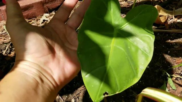 Wellspring Gardens Order Update смотреть онлайн