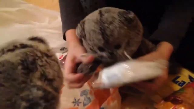 Басики варят суп с креветками смотреть онлайн