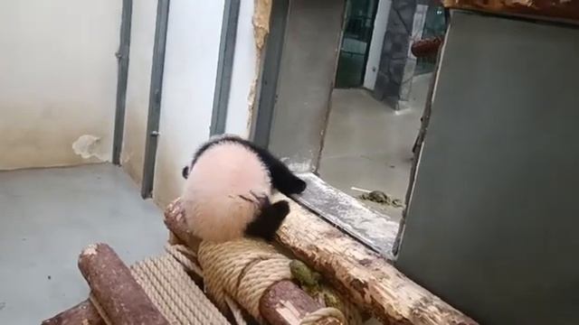 Скоро, очень скоро Московский ЗооПарк👀🤣🐼🥰👍baby Panda MOScow zoo👀🤣🐼🥰👍 смотреть онлайн