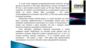 Онлайн-семинар «ВЫРАЩИВАНИЕ ГУСЕЙ В ЛИЧНОМ ПОДСОБНОМ ХОЗЯЙСТВЕ». 29.05.2020