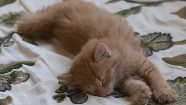 Помогите найти Рыжика! смотреть онлайн