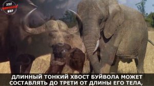 Африканский Буйвол (Черный Буйвол) - самое крупное копытное животное. Интересные факты