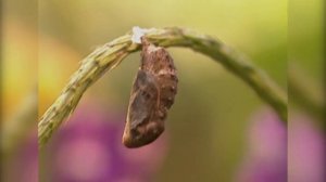 Насекомые в саду. Удивительные обитатели сада/THE SECRET WORLD OF GARDENS (Дача ТВ)