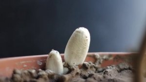 Coprinus growing