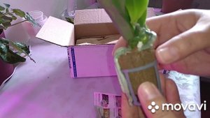 Третья посылка с орхидеями.Самая большая.Много орхидей в размере 1,7.