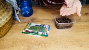 Как посеять ДИХОНДРУ из семян на рассаду💚