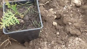 Выращивание туи  из семян (Часть 2)
