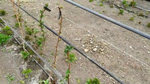 Малина МАРАВИЛЛА. Хороший сорт, но слабый ... Выводы по сорту.