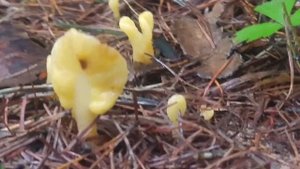 Łopatnica żółtawa (Spathularia flavida) Jaworzno 03.09.2017