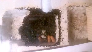 Harpegnathos venator - Прыгающий муравей-бульдог. Live