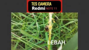 Hasil kamera Redmi Note 11 ||Kamera Makro