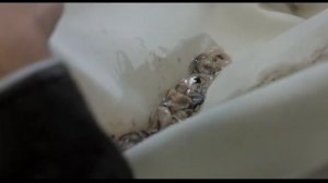 Мистер Бин на отдыхе  Дары моря