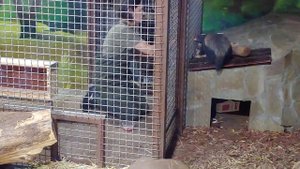 Кормление медоедов в Московском зоопарке