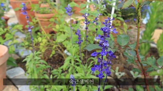 장마 오기 전 해야 할 정원 일 | 장미 데드해딩 | 비료주기 | 방제하기 | 축대 잡초 제거 Gardening Before the Rainy Season