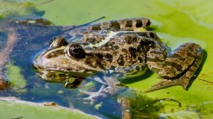 Здравствуй, милая лягушка, Сердцу помоги.