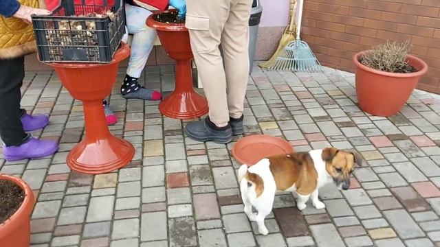 Посадили прошлогодние тюльпаны в горшки ? нету места смотреть онлайн