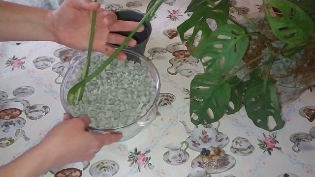 Монстера деликатесная в пеностекле закрытая система, первый полив. смотреть онлайн