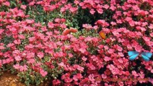 Обриета обыкновенная Каскад Ред ? обзор: как сажать, саженцы обриеты Каскад Ред