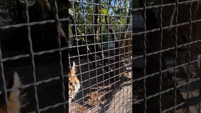 Амурские тигры парка львов Тайган рычат / Amur tigers of the Taigan lion park growl #олегзубков