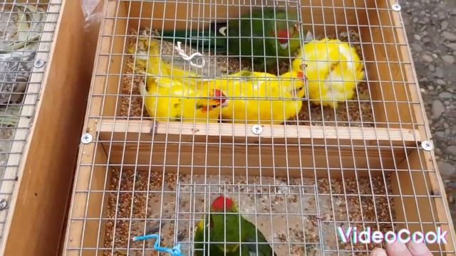 Ярмарка Кропоткин 25.12.22 Птичий рынок ,предновогодний обзор ! смотреть онлайн