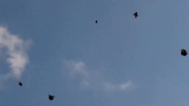 Николаевские голуби г.Приморск Гудз Александр тел.0664519935 смотреть онлайн