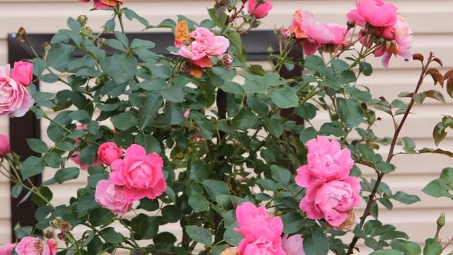 Фото роз Октябрь 1, 2017 смотреть онлайн