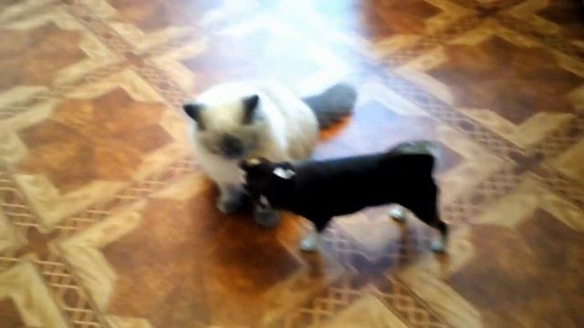 Пока папа жарит рыбу... Чихуахуа Пулька и шотландская кошка Буня. 24.09.2021. смотреть онлайн