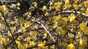 Зимний жасмин голоцветковый: выращивание в саду/Jasminum nudiflorum: growing in the garden.