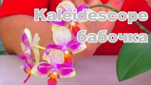 Пересадка цветущей орхидеи "Калейдоскоп - Бабочка", из мха в новый грунт. В какой грунт?