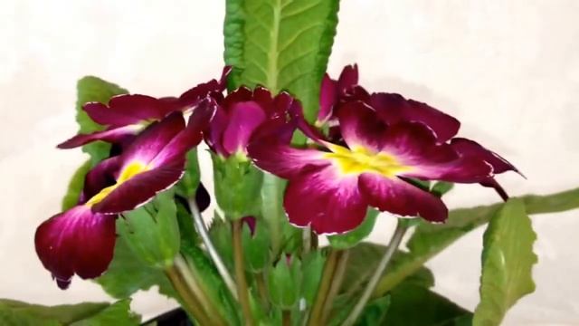 Примула в домашних условиях фиолетовая смотреть онлайн
