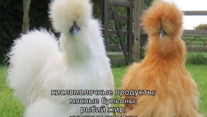 Китайская шелковая курица