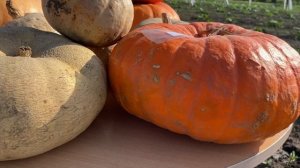 ТЫКВА,СОХРАНЕННАЯ ДО ИЮНЯ, КАК САЖАТЬ?