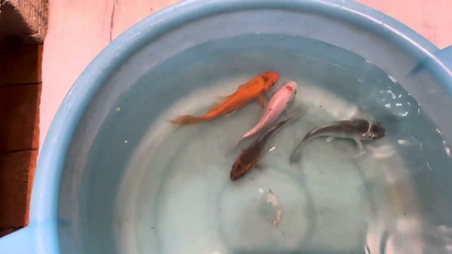 Домашняя мини-УЗВ наконец-то запустилась. #узв #карпыкои #карпыкоивузв смотреть онлайн