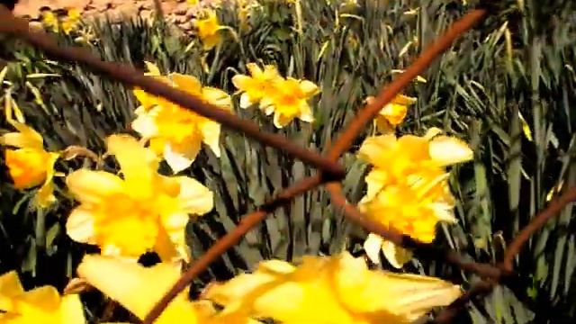 цветы нарцисс смотреть онлайн