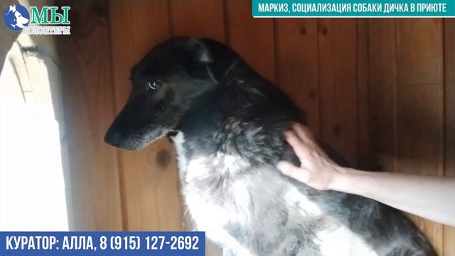 Маркиз собака-дичок,  продолжение социализации в условиях приюта "Щербинка", волонтер Алла  Булычев