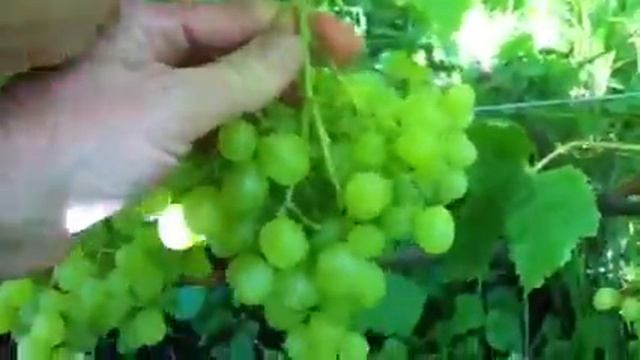 ТопСад. Первый урожай винограда. смотреть онлайн