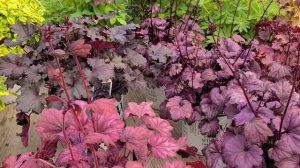 Heuchera Primo™ Wild Rose and Primo™ Black Pearl (Coral Bells) // Bright Foliage Plants
