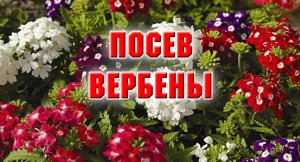 ПОСЕВ ВЕРБЕНЫ- ЦВЕТКА ЛЮБВИ.mp4