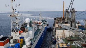 Работа в море. СРТМ "Гурд". Берингово море.