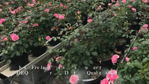 Rosa Loves Me® I Am Grateful by Franz Heyer