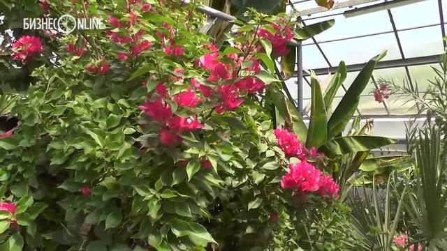 В ботаническом саду КФУ открылись дендрарий и оранжерея смотреть онлайн