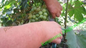 Кишмиш Надежный- виноград Пузенко Н.Л.