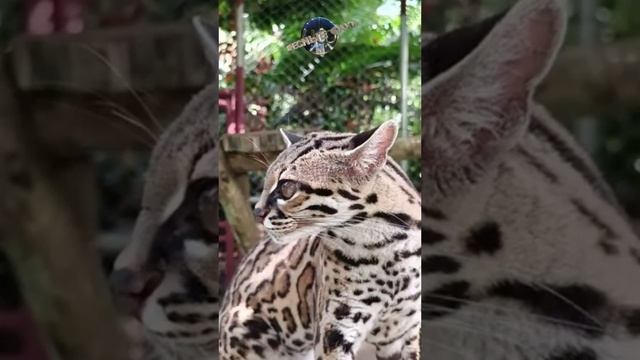 Кошка Онцилла (Leopardus tigrinus) -  переводится как «маленький ягуар»