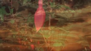 Эрху. Прекрасная музыка