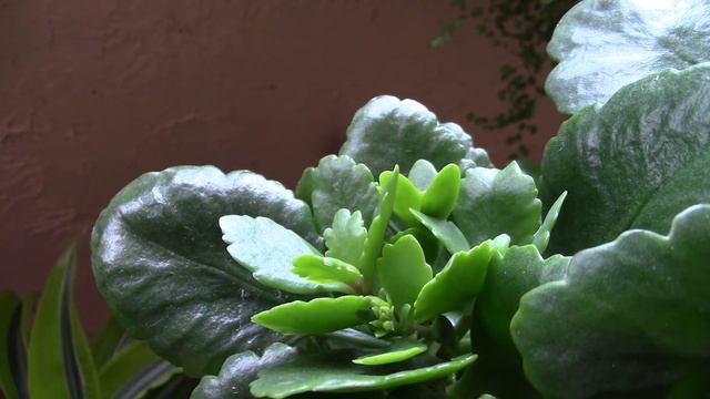 Каланхоэ. Черенки дали корни.  Посадка черенков каланхоэ.